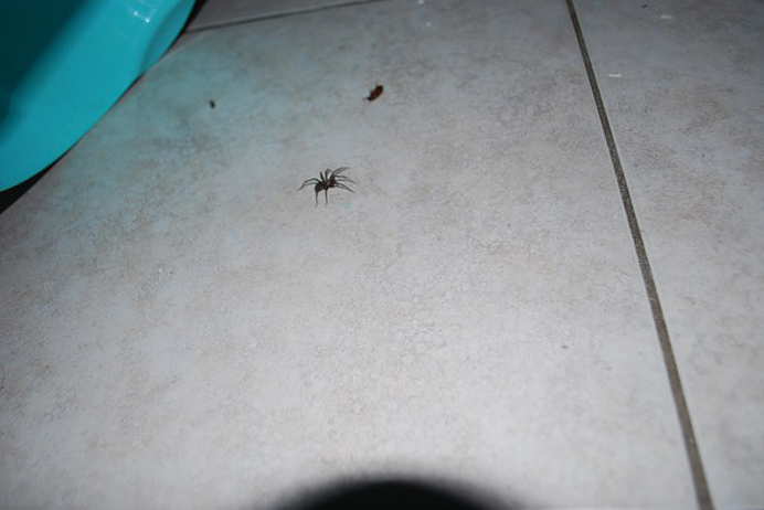 Huge disgusting spider