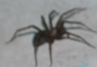 STÖRSTA SPINDELN EVER stor äcklig spindel död