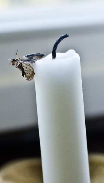 Cool bild macro closeup bug animal mal död ljus stearin ljus