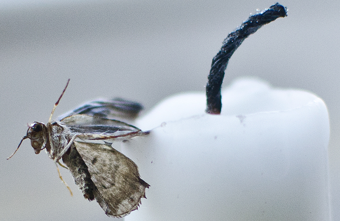 Cool bild macro closeup bug animal mal död ljus stearin