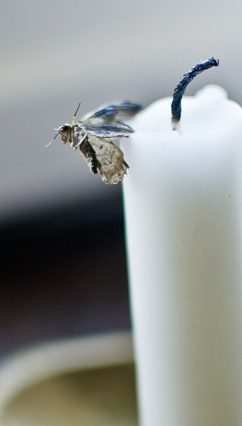 Cool bild macro closeup bug animal mal död ljus stearinljus