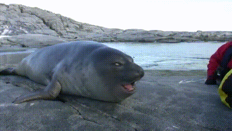 Happy seal reaction gif understand my funny joke