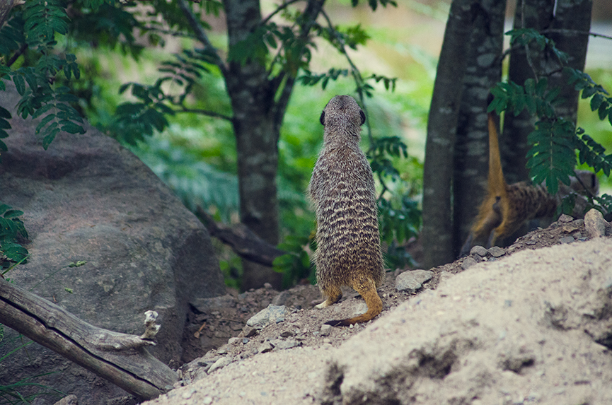 Meerkat, suricate, surikat, Timon kolmården liten