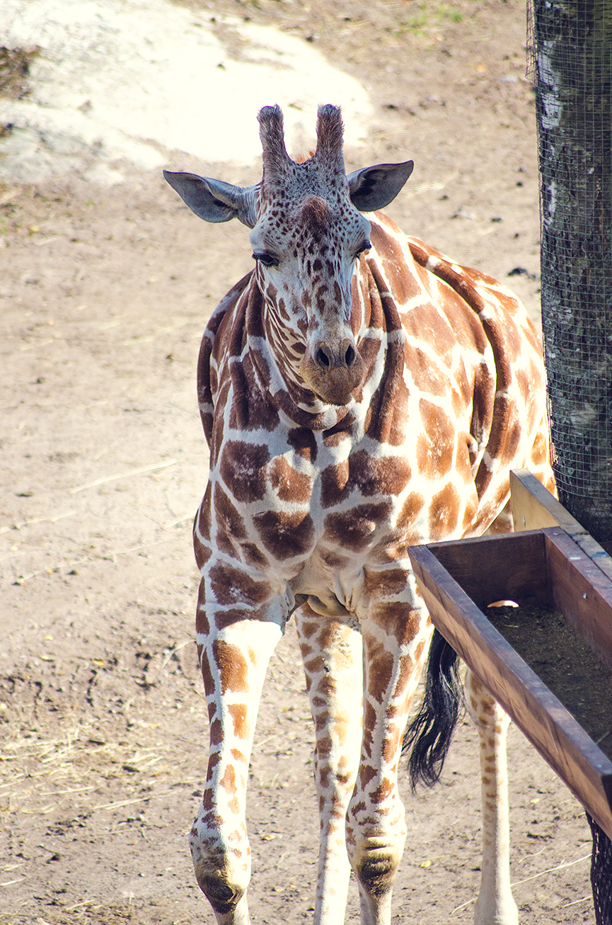 Retarded giraffe efterbliven giraff ingen hals no neck kolmården